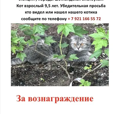 Пропал кот Марсик