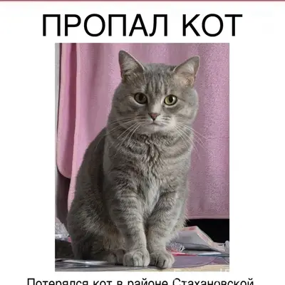 Пропал кот, [место не указано]