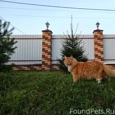 Пропал кот Степа, п. Солнечный берег