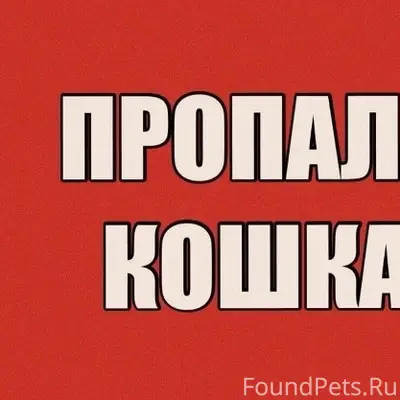 Пропала кошка Соня, Строитель 27
