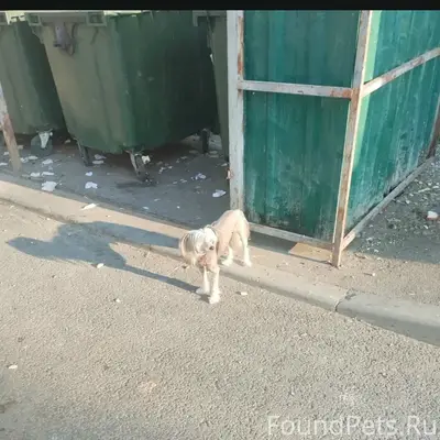 Пропал мальчик китайской хохлатой, Симферополь