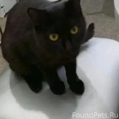 Пропала кошка Соня, переулок Ревякина