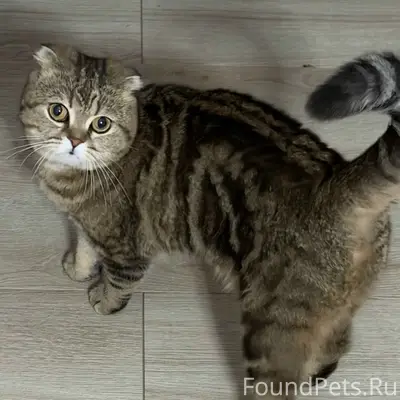 Пропала кошка Тигра