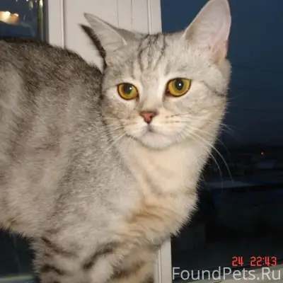 Пропала шотландская кошка Сима, улица Зои Космодемьянской