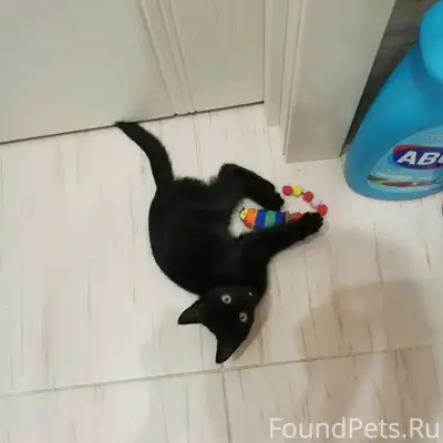 Найден котёнок