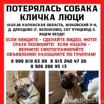 Пропал французский бульдог Люцифер, Белоусово