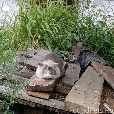 Найдена кошка, частный сектор