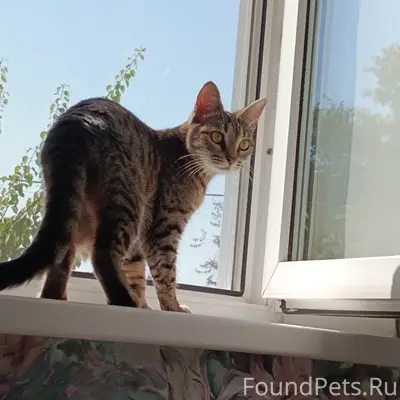 Пропала кошка Мирра, бухта