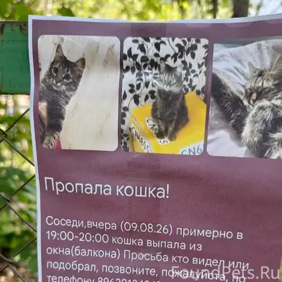 Пропала кошка, Тольятти