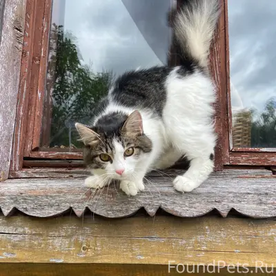 Найдена кошка, Серпуховский район