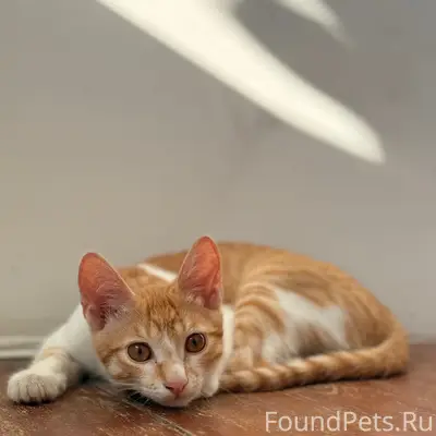 Пропал котёнок Симба, Полевая 61