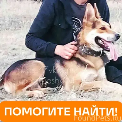 Пропала Герда, смесь овчарки и лабрадора, Саратов