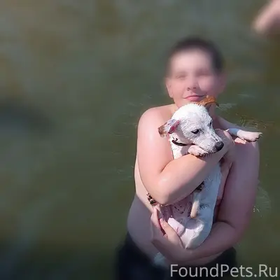 Пропал Джек Рассел Гес, ул. Муромцева