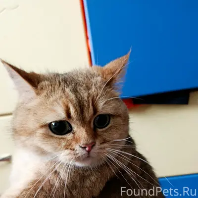 Найдена кошка, район 44 школы