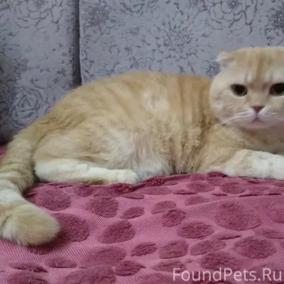 Помогите найти кота!