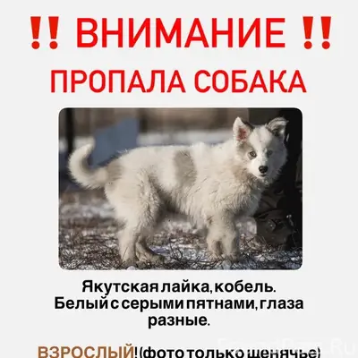 Пропал Батон, собака в Евпатории, Спутник №2