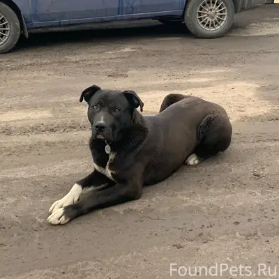 Пропала собака, Кудрово