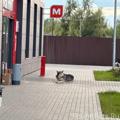 Найден хаски, у ЖК Чайка