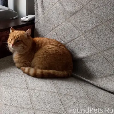 Пропал кот Симба