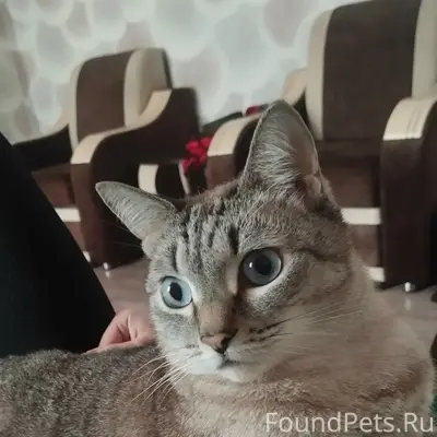 Пропал кот Сына/Нюся, район ГАИ