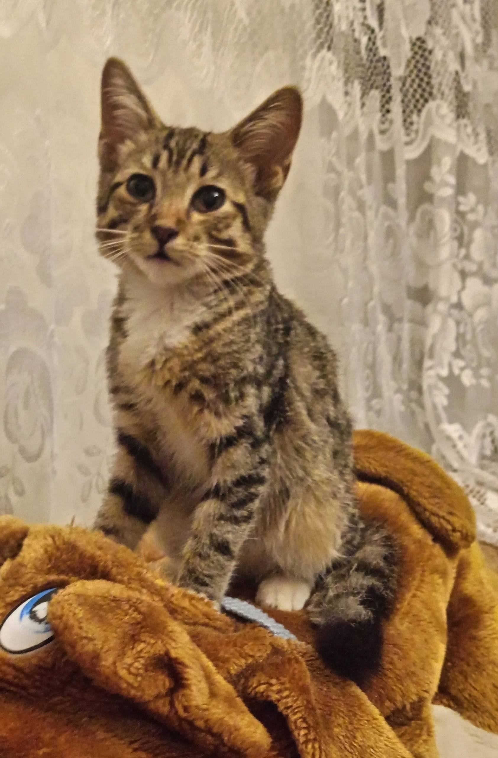 Пропал котёнок, около МФЦ
