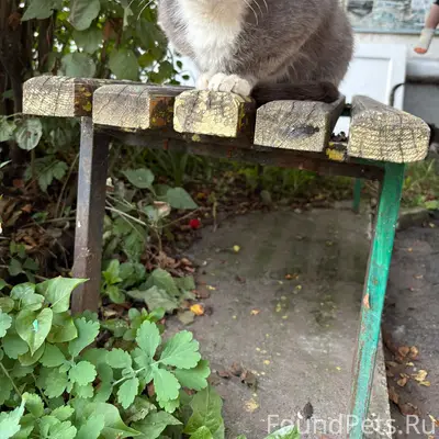 Найден кот, живет у подъезда