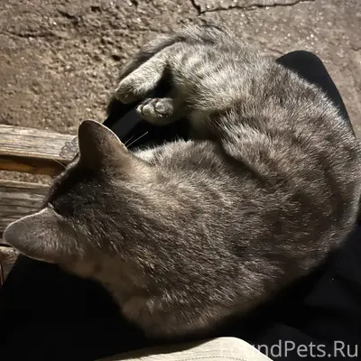 Найдена взрослая кошка серого окраса