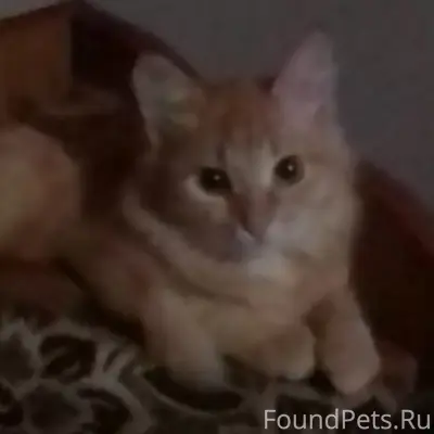 Пропал кот Ричард, Варежка