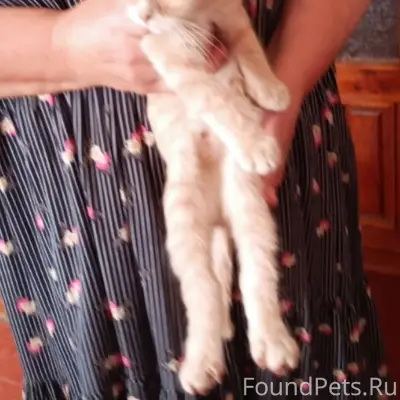 Найден котёнок, район Красноармейской