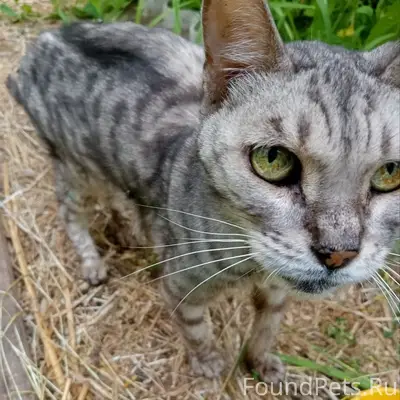 Найдена кошка, дачи ПТО