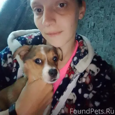 Пропала собака, 