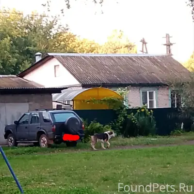 Пропала большая собака, депо