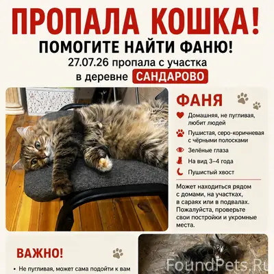 Пропала кошка Фаня, Д. Сандарово, Чеховский район