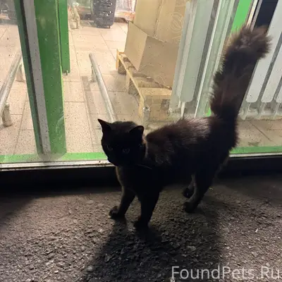 Найден чёрный кот, ул. Болдина