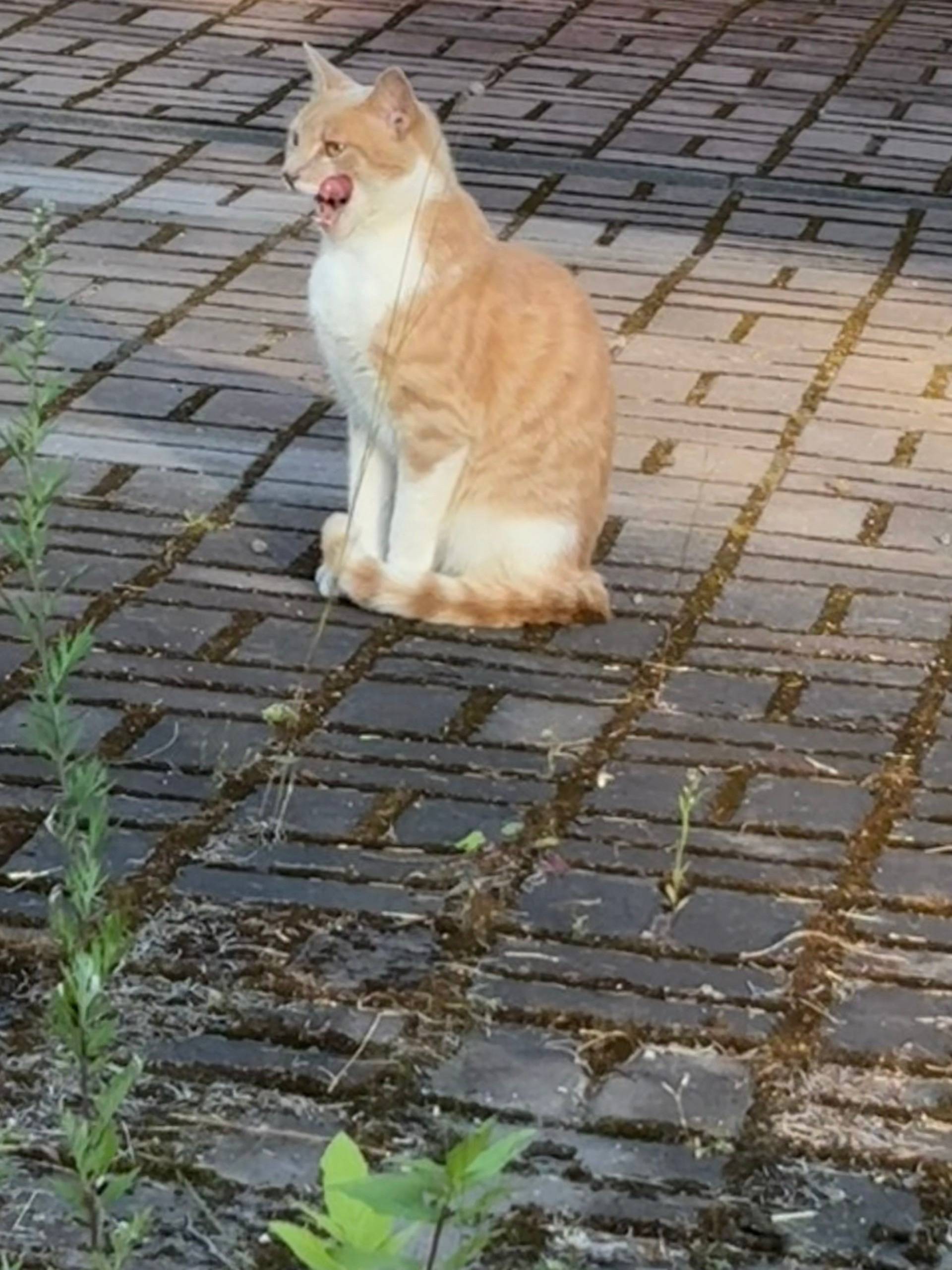 Найден домашний кот, Курортный район