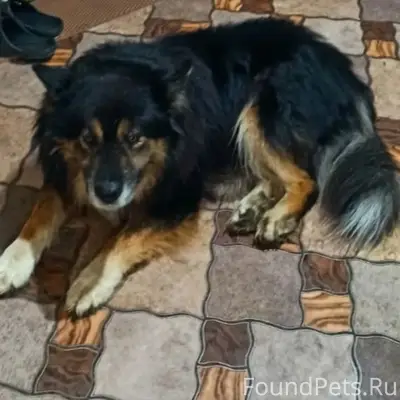 Пропал пёс Мишка