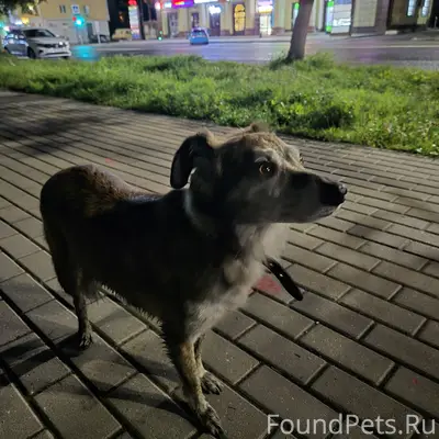 Найден пёс, Тверь, напротив киротеатра