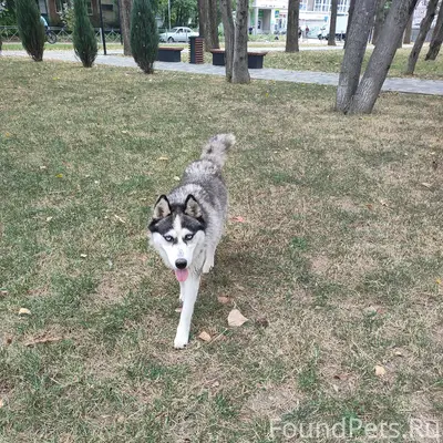 Пропала собака, Пятигорск