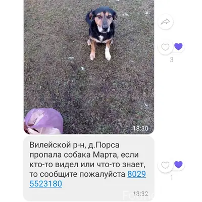 Пропала собака Марта