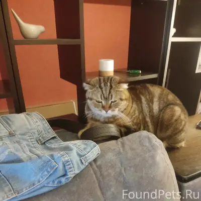 Пропал вислоухий шотландец, улица Комсомольская