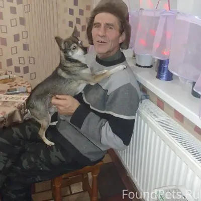 Пропала собака