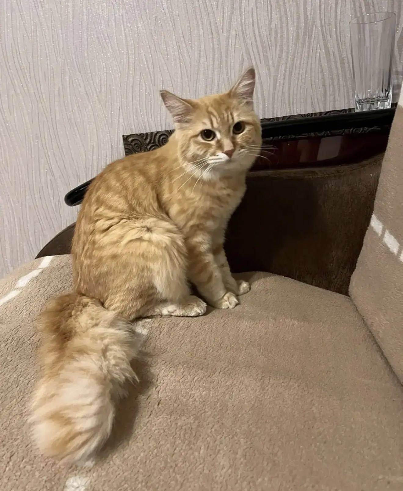 Найден кот, район Тани Бибиной