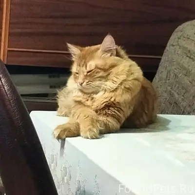 Пропал кот Рыжик, Циолковского,81