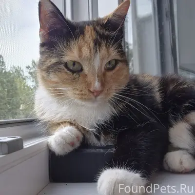 Найдена кошка, Дзержинский район