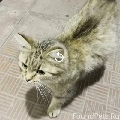 Найдена трёхцветная кошка, Володарский район
