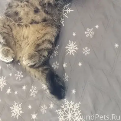 Пропала кошка Мотя, улица Лехнаволокская