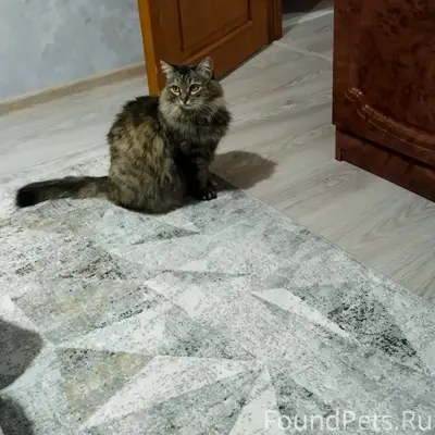 Пропала кошка, Бочманово