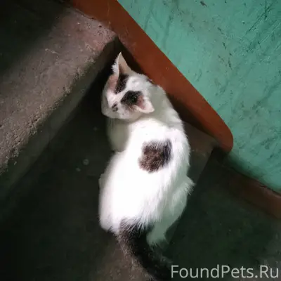 Найден кот, район Серго Орджоникидзе