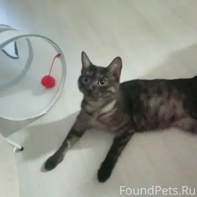Найдена кошка, район Ивановского