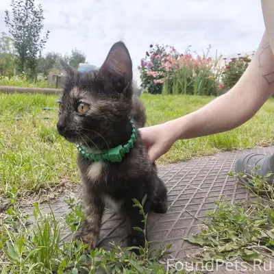 Найден котёнок, улица 8 марта